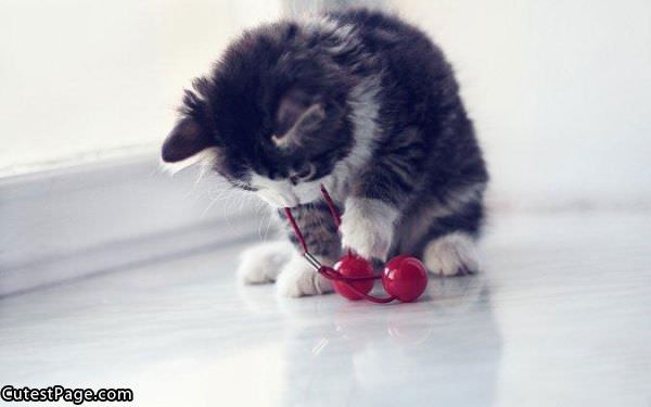 Cute Cat Playing