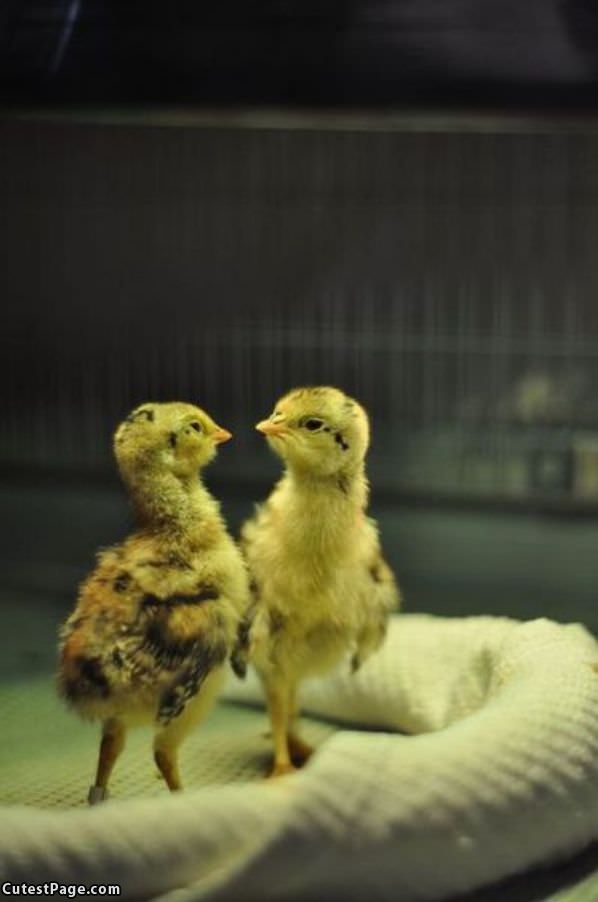 Cute Chicks