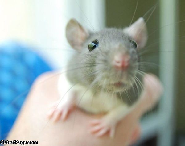 Cute Closeup Mouse