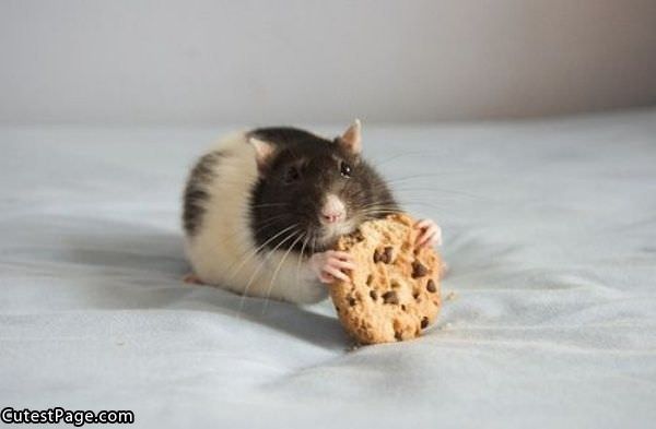 Cute Cookie Eater