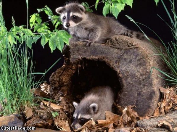 Cute Coons