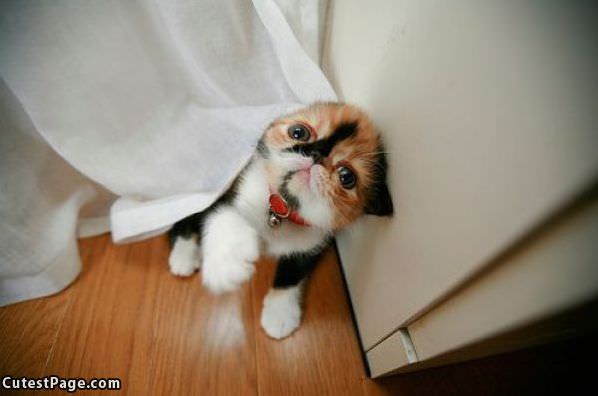 Cute Curtain Kitty