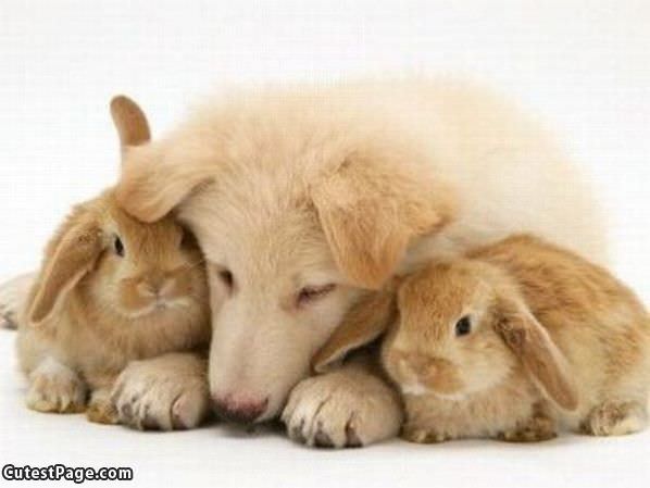 Cute Dog And Bunnies