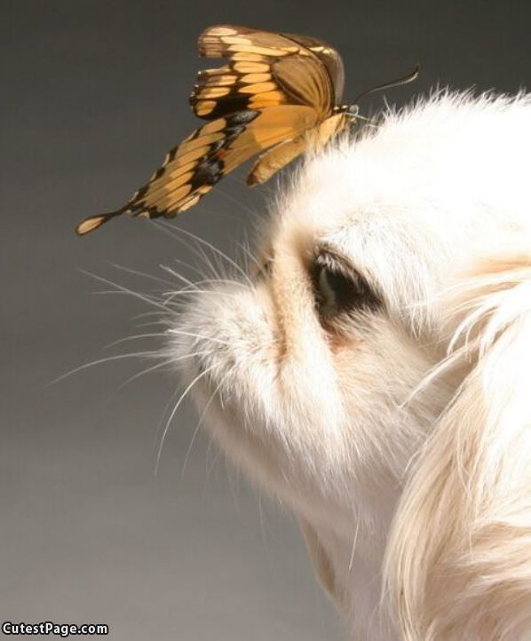 Cute Dog And Butterfly