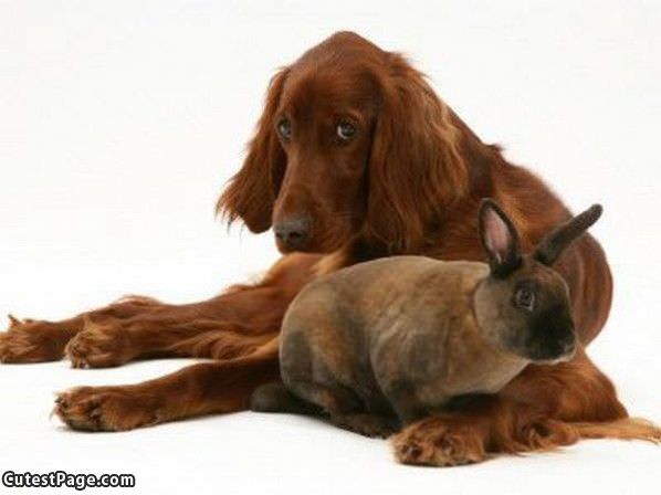 Cute Dog And Cute Bunny