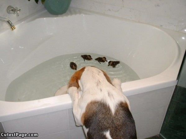 Cute Dog Checking Out The Duckies