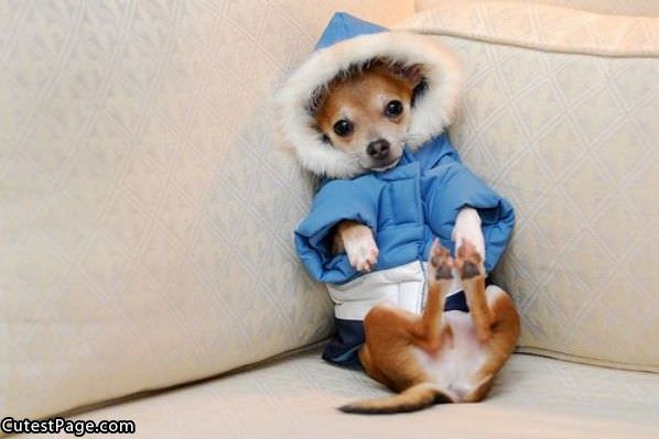 Cute Dog Coat