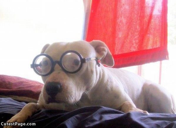 Cute Dog Glasses