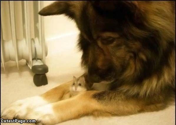 Cute Dog Has A Friend