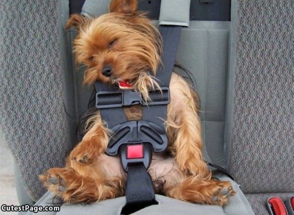 Cute Dog Is Strapped In