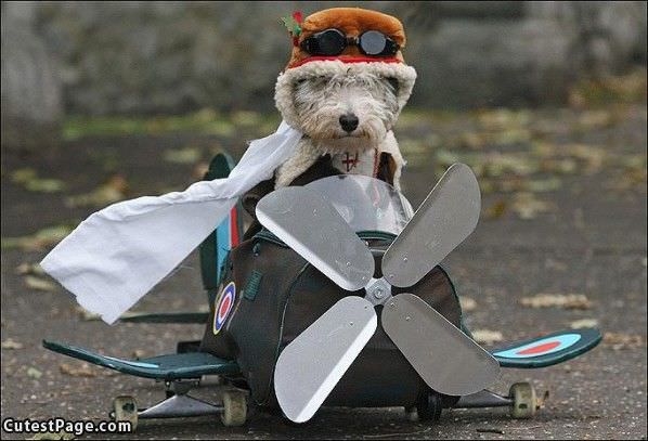 Cute Dog Pilot