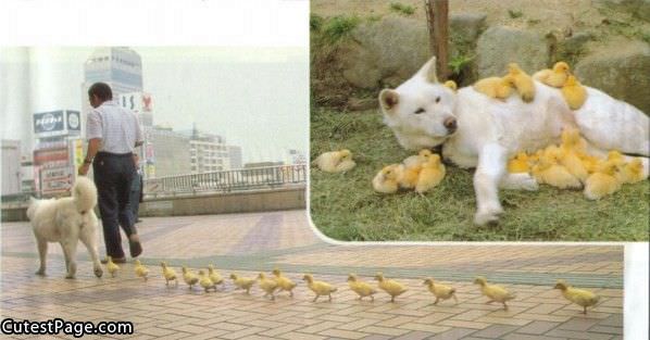 Cute Dog With Duckies