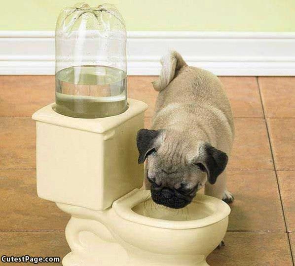 Cute Doggy Toilet Bowl