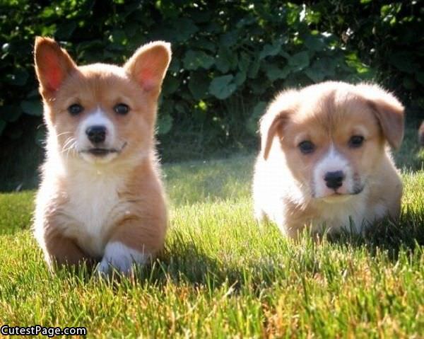 Cute Dogs Here