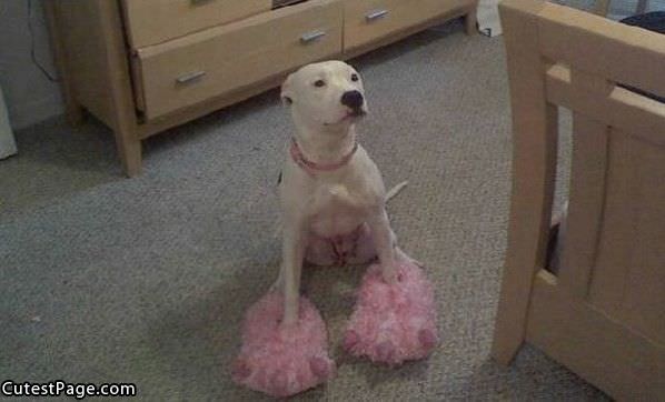 Cute Dogs Pink Shoes