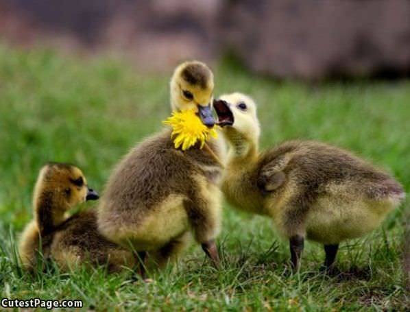 Cute Duckies