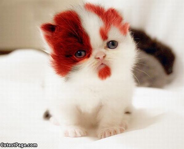 Cute Face Kitten