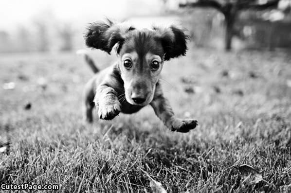 Cute Flying Puppy