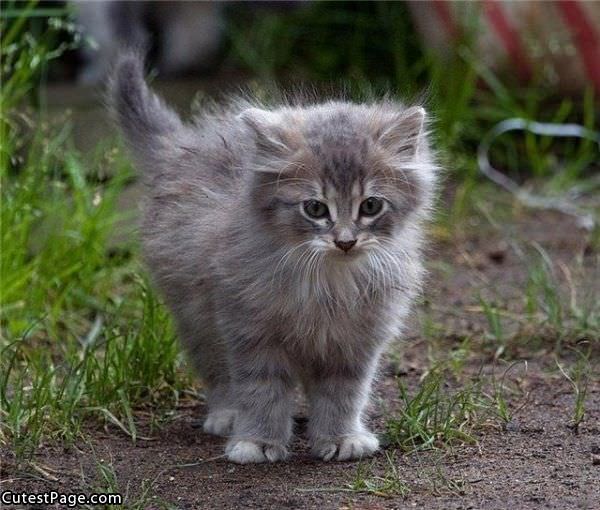 Cute Fuzzy Cat Pic