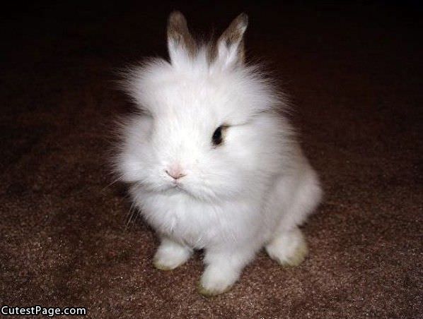 Cute Fuzzy Face Bunny