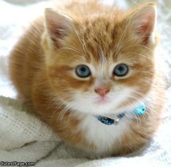 Cute Fuzzy Kitten