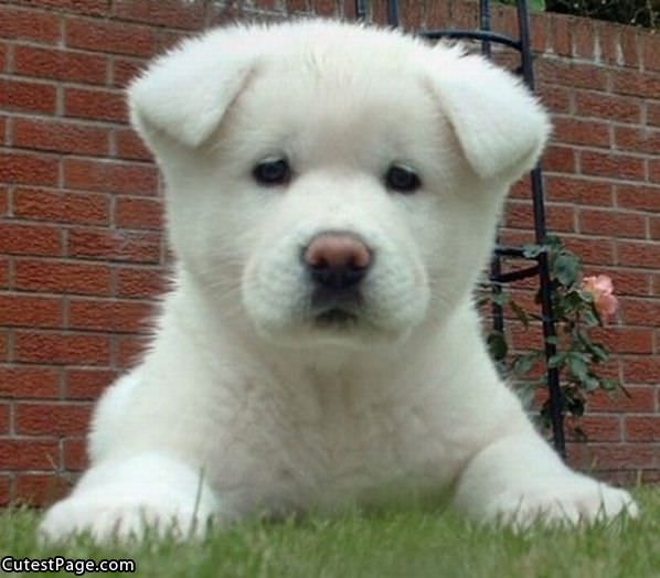 Cute Fuzzy Pup