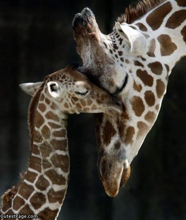 Cute Giraffes Pic