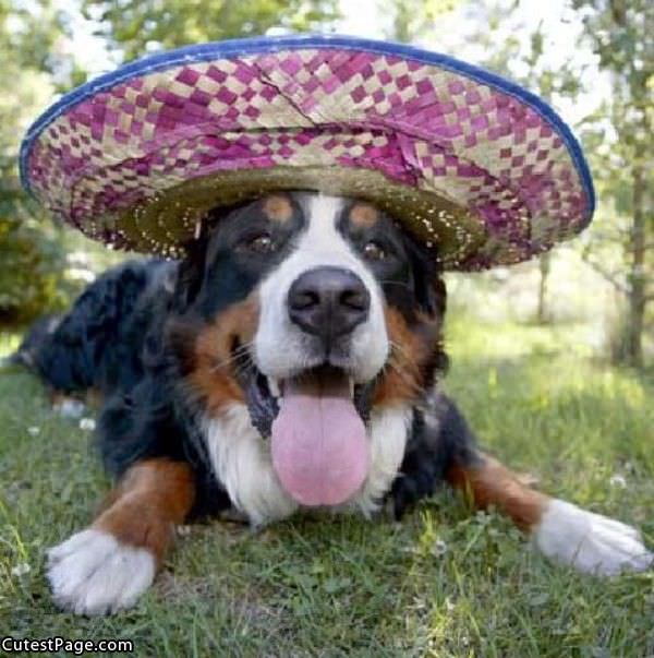 Cute Hat Dog