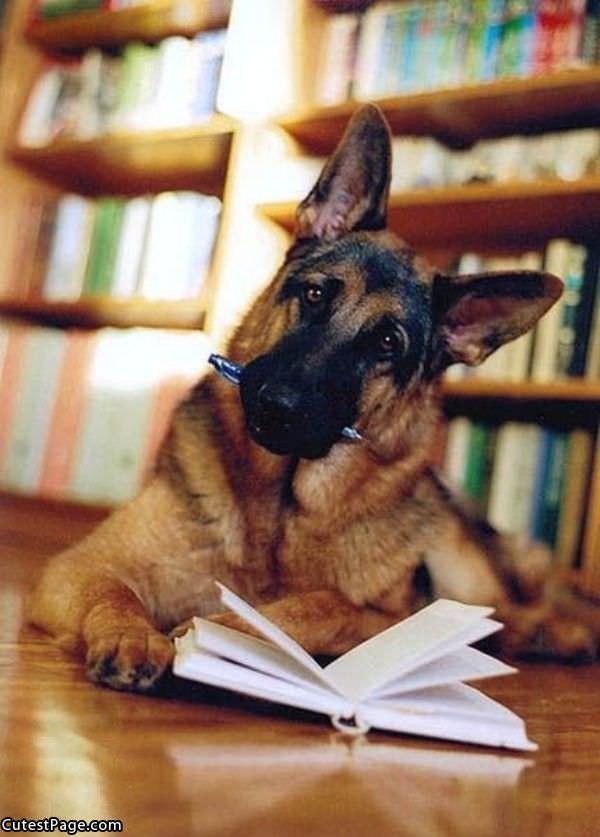 Cute Homework Dog