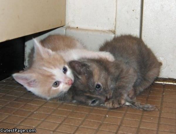 Cute Hugging Kittens