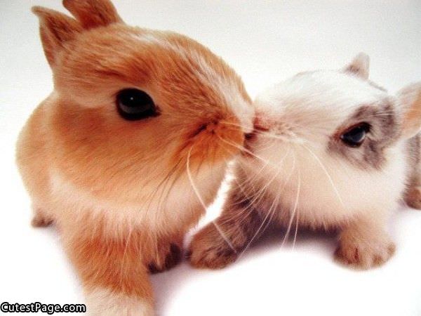 Cute Kiss Aww
