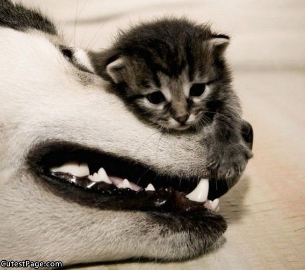 Cute Kitten And Dog