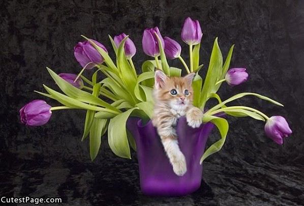 Cute Kitten And Flowers