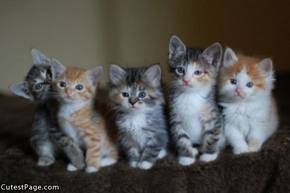 Cute Kitten Army