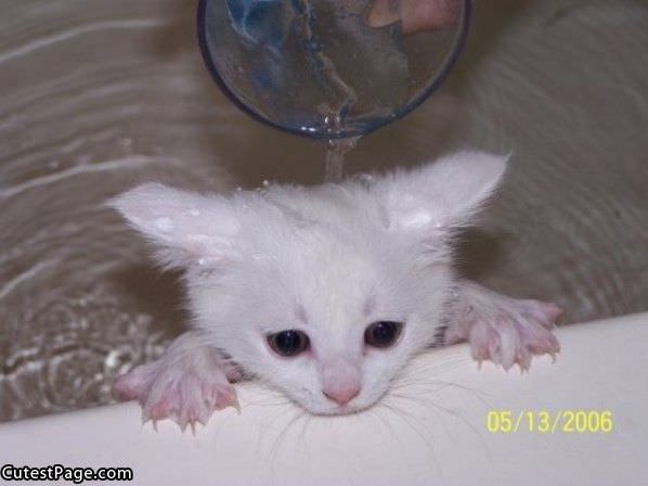 Cute Kitten Bath