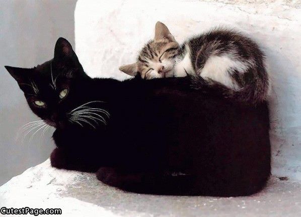 Cute Kitten Bed