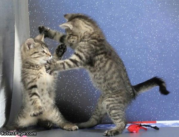 Cute Kitten Boxing