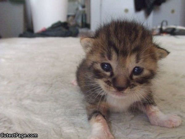 Cute Kitten Closeup