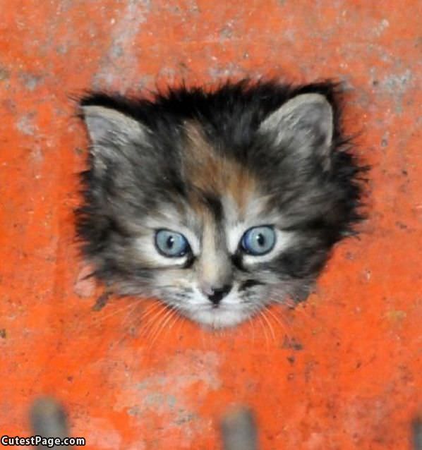 Cute Kitten Eyes