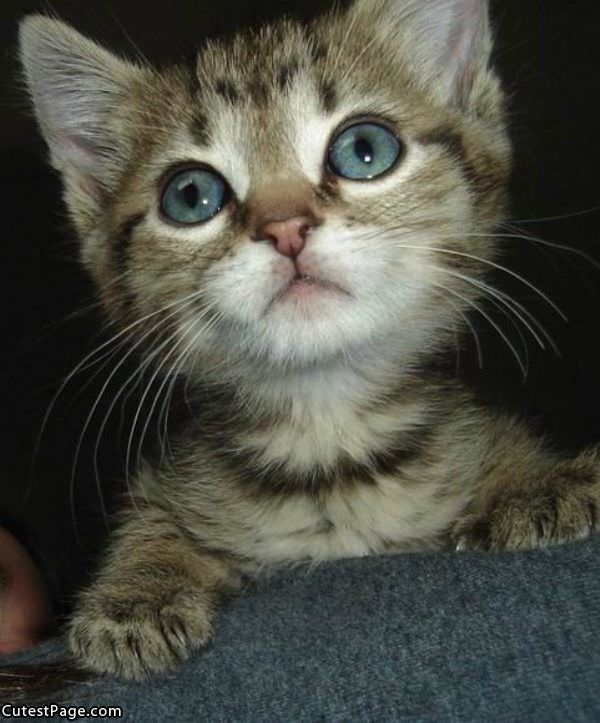 Cute Kitten Face Here