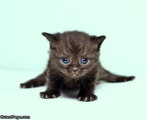 Cute Kitten Face Pic