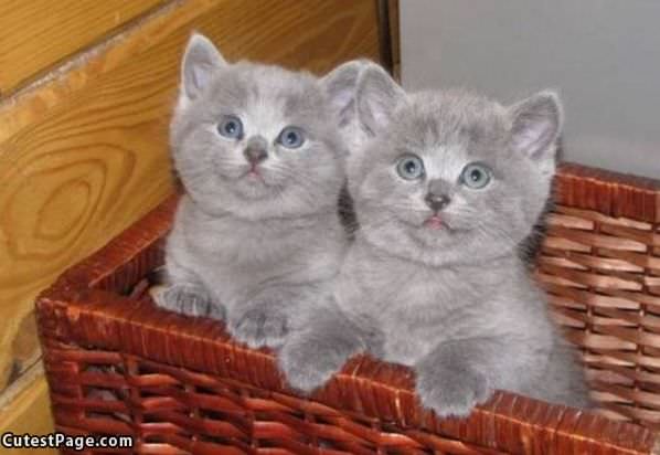 Cute Kitten Faces