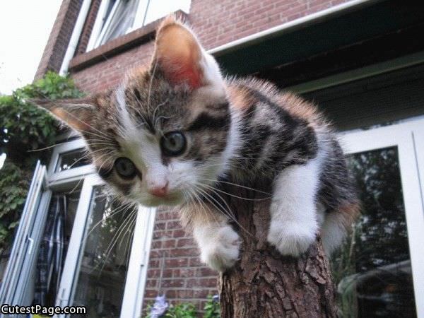 Cute Kitten Pix