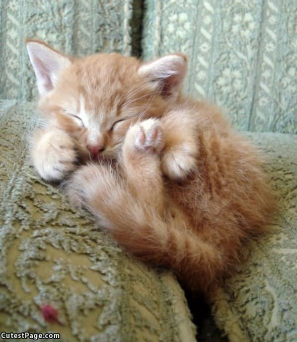 Cute Kitten Sleeping