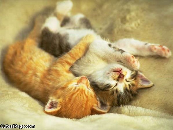 Cute Kittens Sleeping