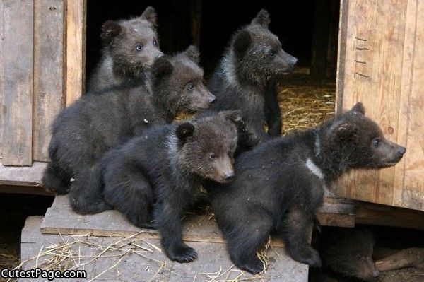 Cute Little Bears