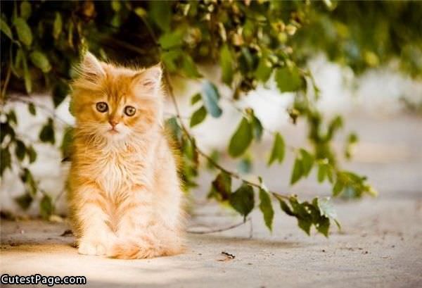 Cute Little Cat Pic