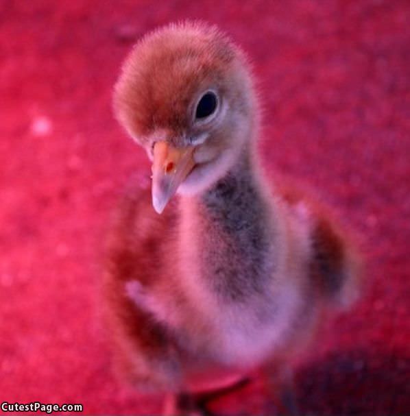 Cute Little Chick