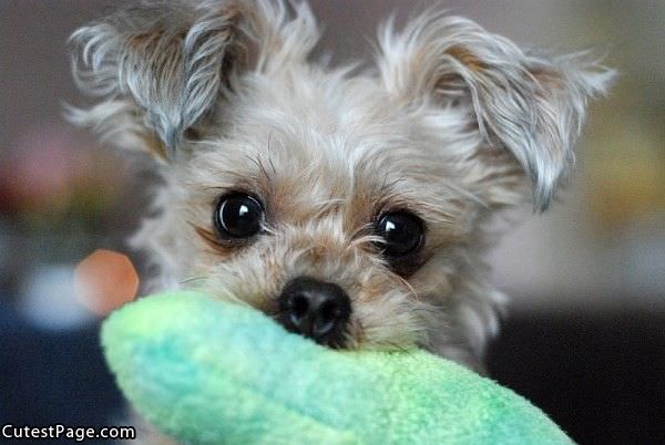 Cute Little Dog Aww