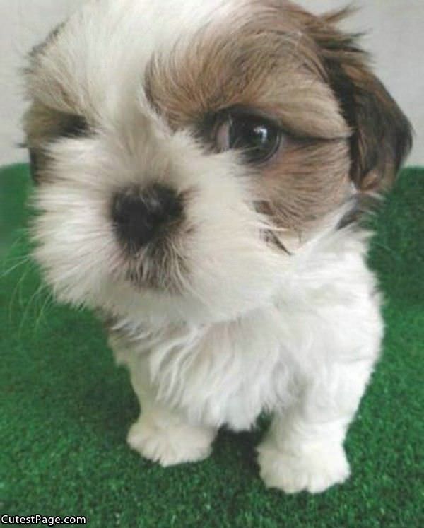 Cute Little Dog Awww